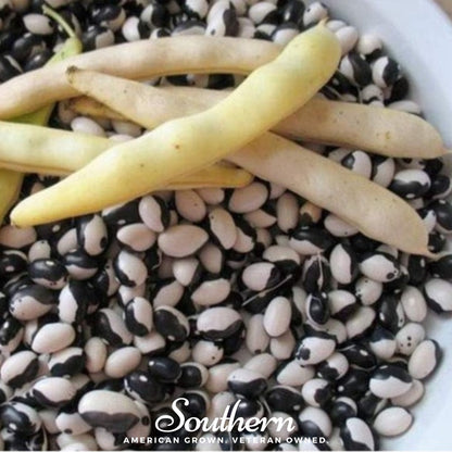 Calypso Orca Bean (Bush) – 25 Seeds
