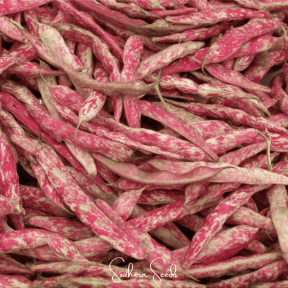 Bean, French Horticulture (Bush) – 30 Seeds