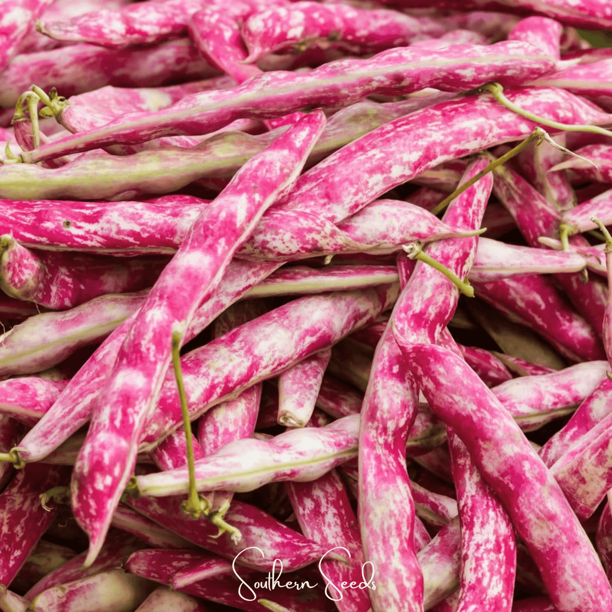 French Horticulture Bean Seeds – Bush Shelling Heirloom, Nutty Flavor, Red-Streaked Pods, Phaseolus vulgaris, 30 Seeds