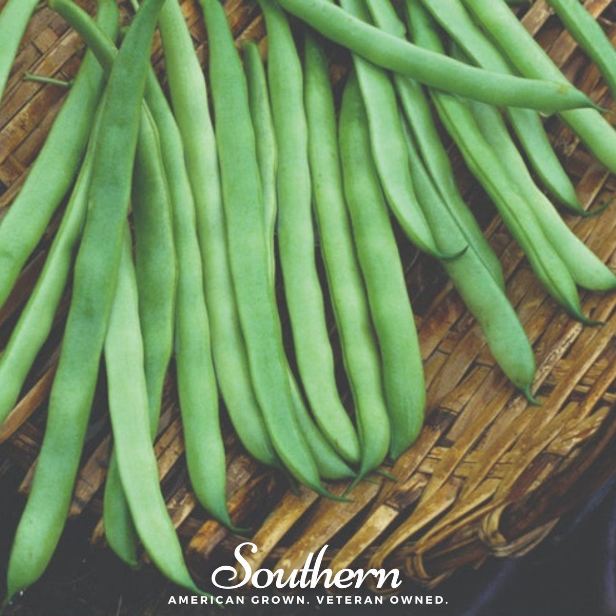 Kentucky Wonder Pole Bean Seeds – Heirloom, Non-GMO, Open Pollinated, American Grown, Long Pods, Climbing Vine, 50 Seeds