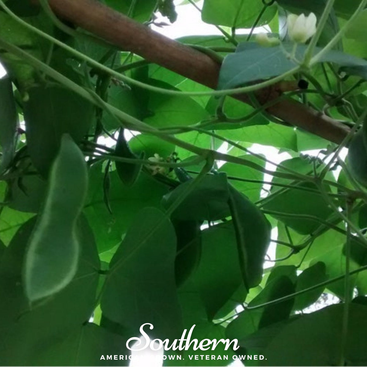 King of the Garden Lima Bean (Pole) – 15 Seeds