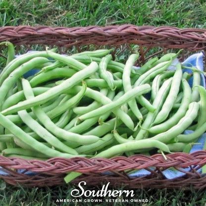 Topcrop Bean (Bush) – 50 Seeds
