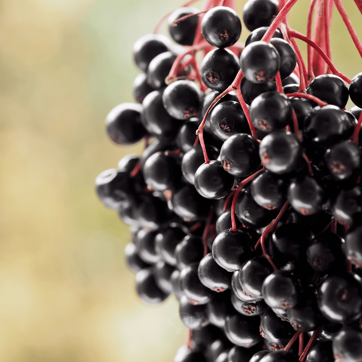 Berry Seed Collection (Elderberry • Blueberry • Strawberry)