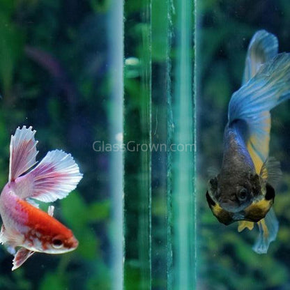 Male Halfmoon Betta