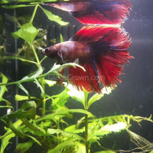 Male Halfmoon Betta