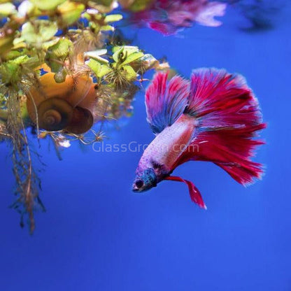 Male Halfmoon Betta
