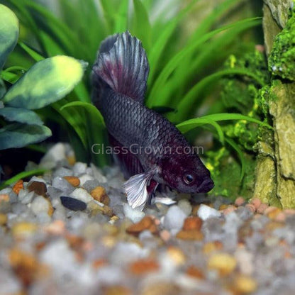 Male Halfmoon Betta