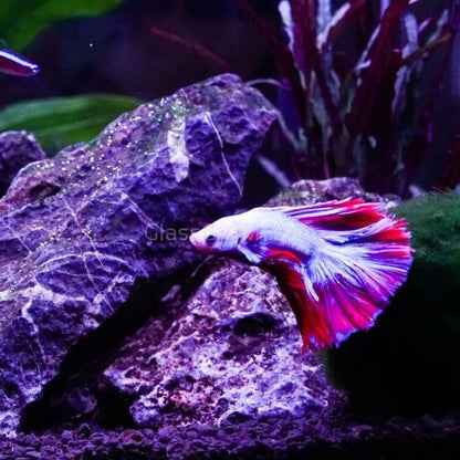 Male Halfmoon Betta