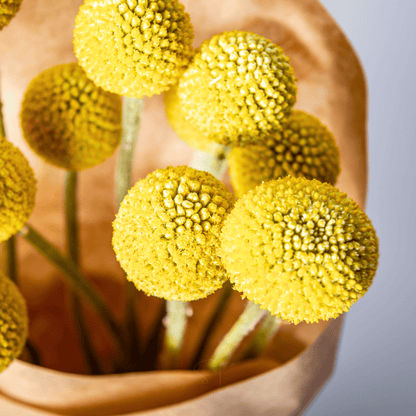 Billy Buttons (Drumsticks) – 50 Seeds
