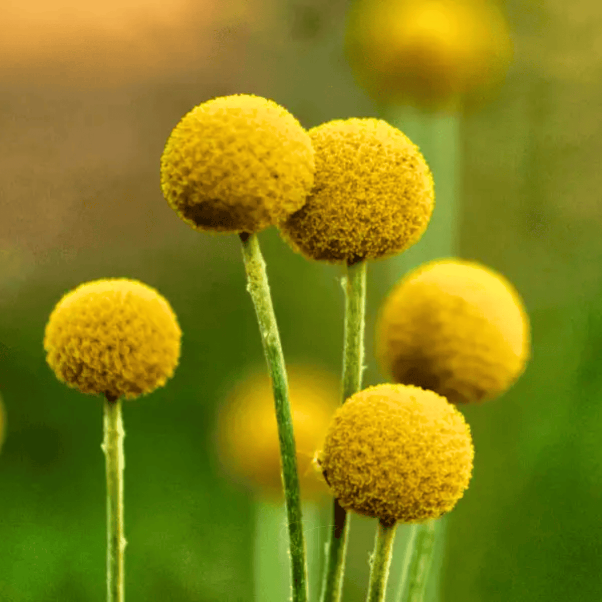 Billy Buttons (Drumsticks) – 50 Seeds
