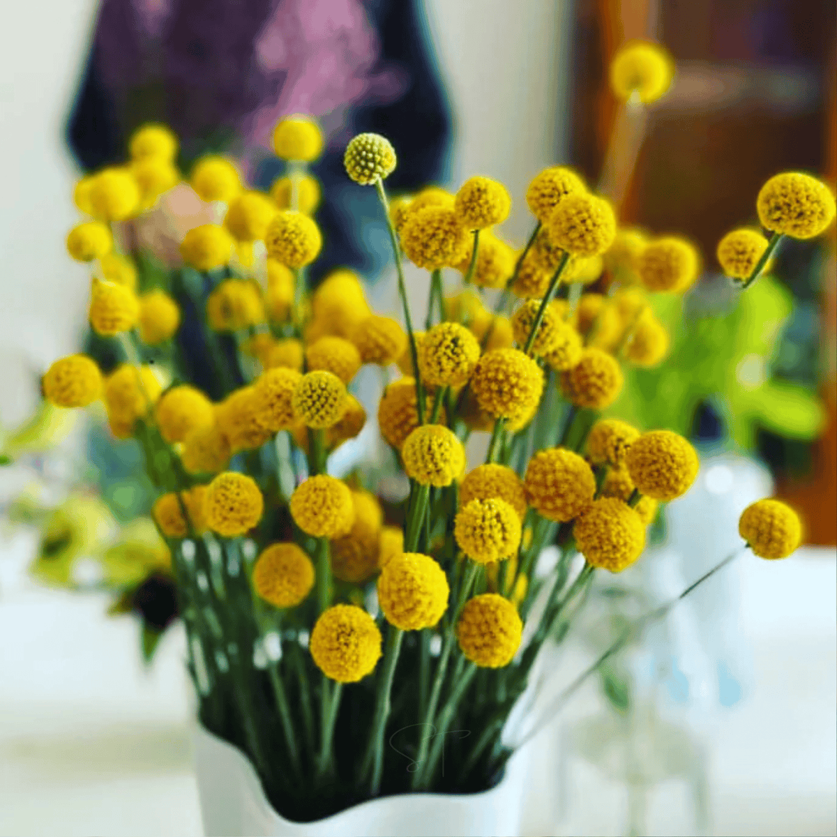 Billy Buttons (Drumsticks) – 50 Seeds