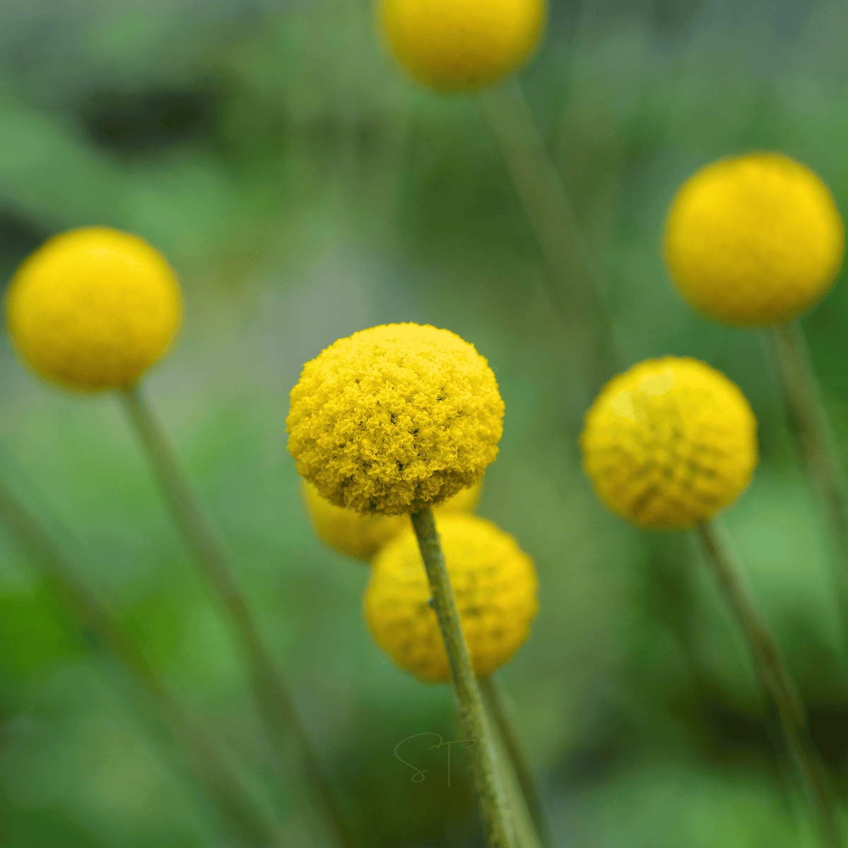 Billy Buttons (Drumsticks) – 50 Seeds