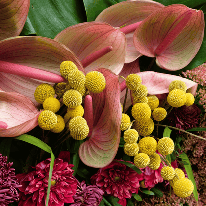 Billy Buttons (Drumsticks) – 50 Seeds