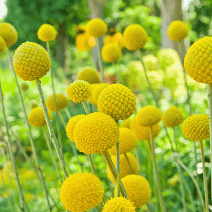 Billy Buttons (Drumsticks) – 50 Seeds