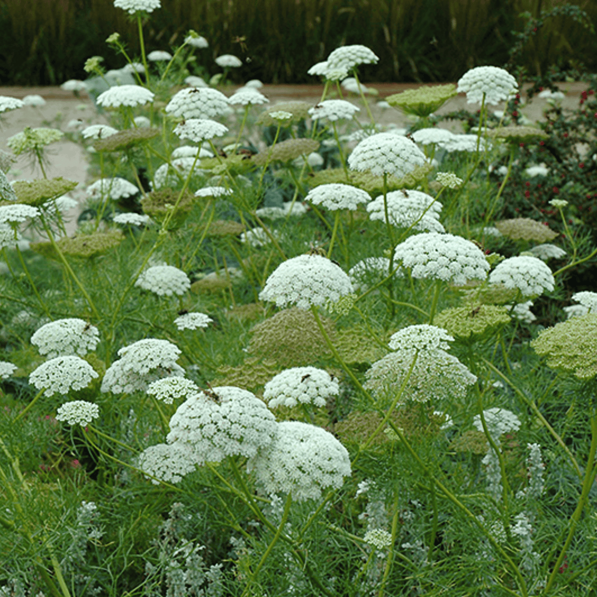 Bishop’s Flower (Wild Carrot) – 500 Seeds