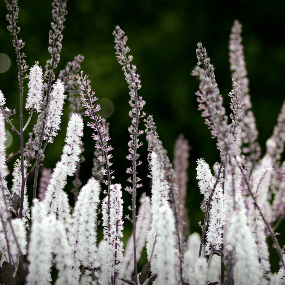 Black Cohosh Seeds – Perennial Native Plant for Shade Gardens, White Fragrant Flowers, Actaea racemosa, 25 Seeds