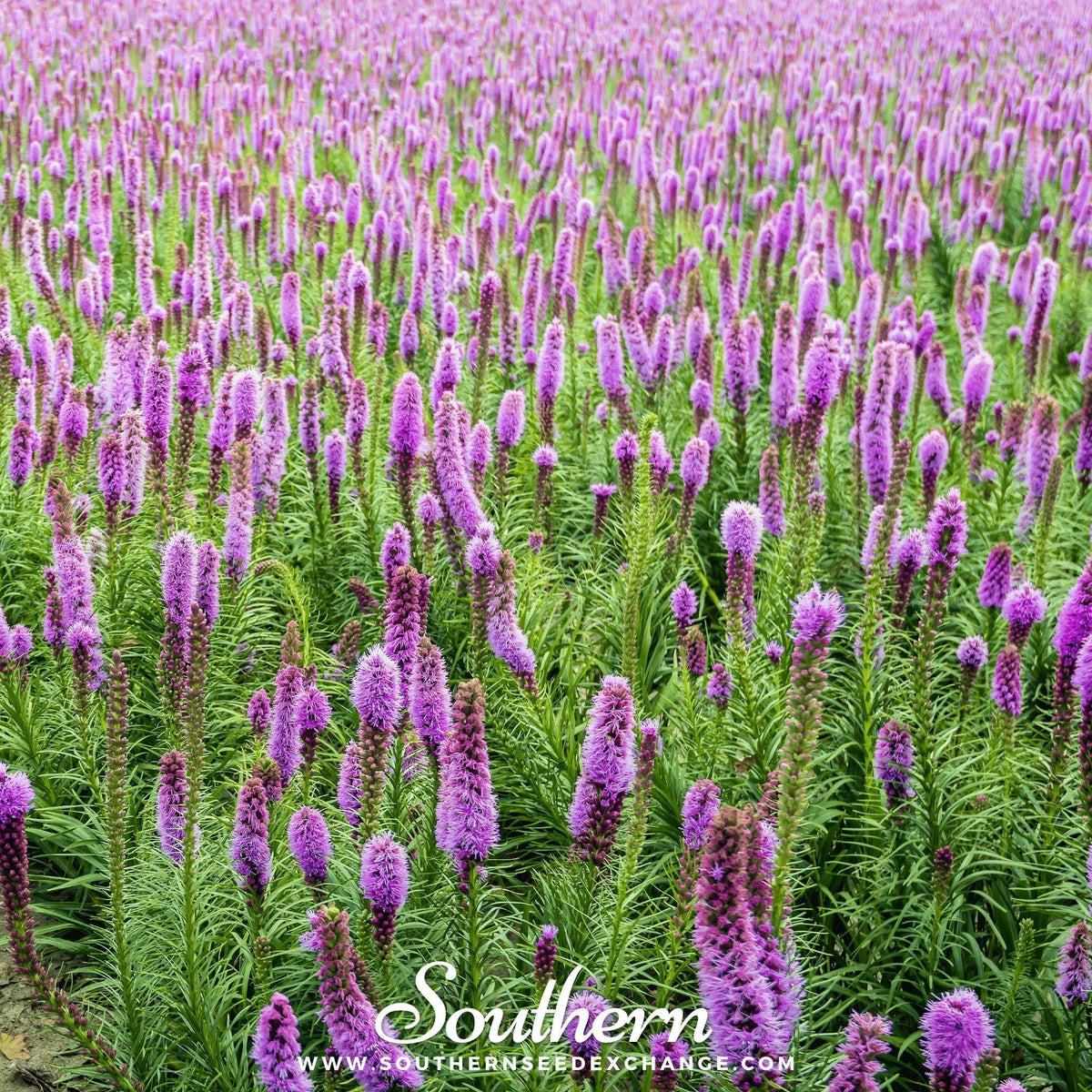 Marsh Blazing Star Seeds – Liatris spicata Native Perennial for Pollinators, Butterfly Garden, Cut Flowers, 50 Seeds