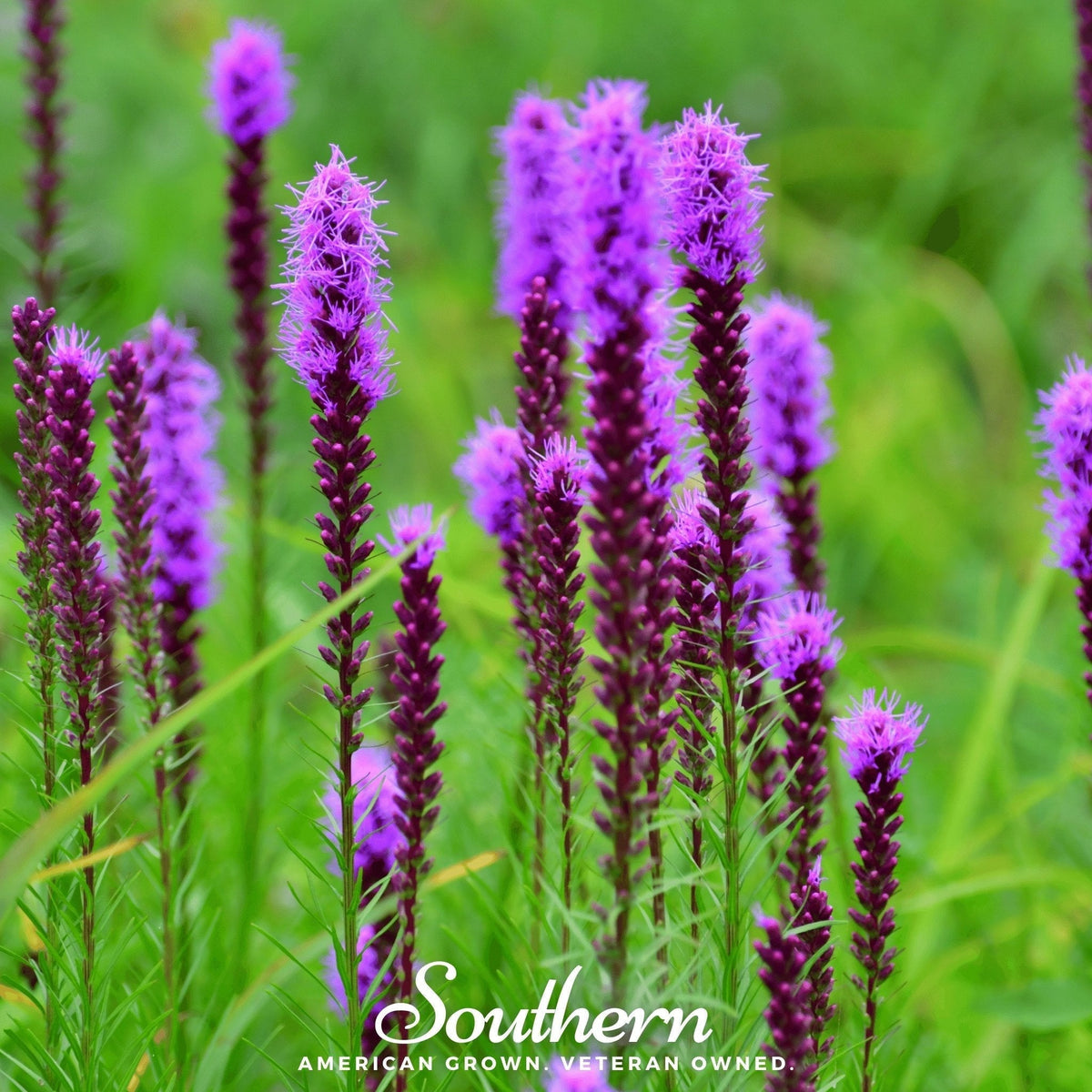 Prairie Blazing Star Seeds – Native Perennial with Purple Feathery Spires, Attracts Monarch Butterflies, Bees, Liatris pycnostachya, 50 Seeds