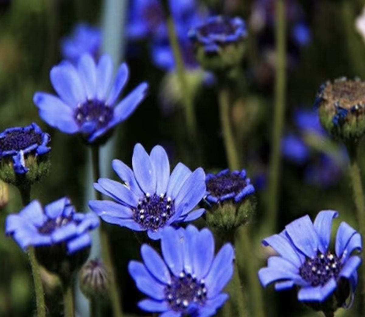 Blue Daisy - 100 Seeds - Colorful Flowers Garden Plants
