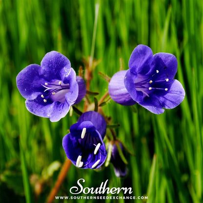 California Bluebell – 500 Seeds