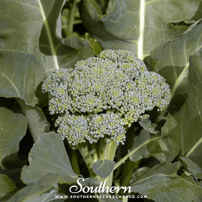 Di Cicco Broccoli – 200 Seeds