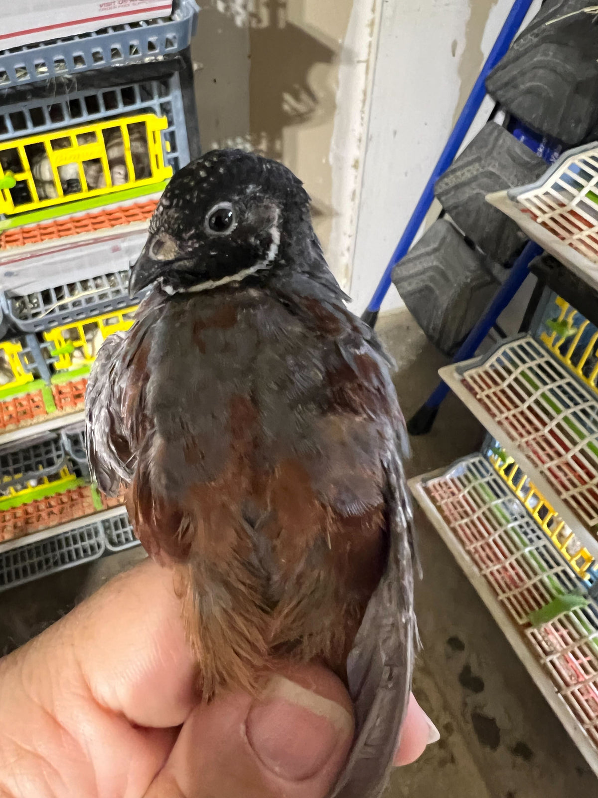 Button Quail Eggs -Eggs for Hatching or Snakes