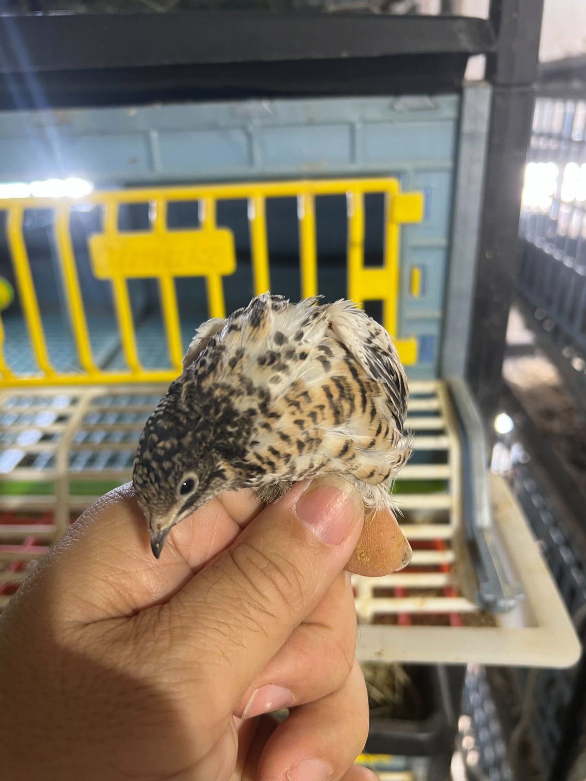 Button Quail Eggs -Eggs for Hatching or Snakes