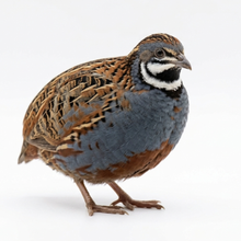 Button Quail Eggs for Hatching - Chinese and King Button Quail, Silver, Dark V, Hens Choice Mix
