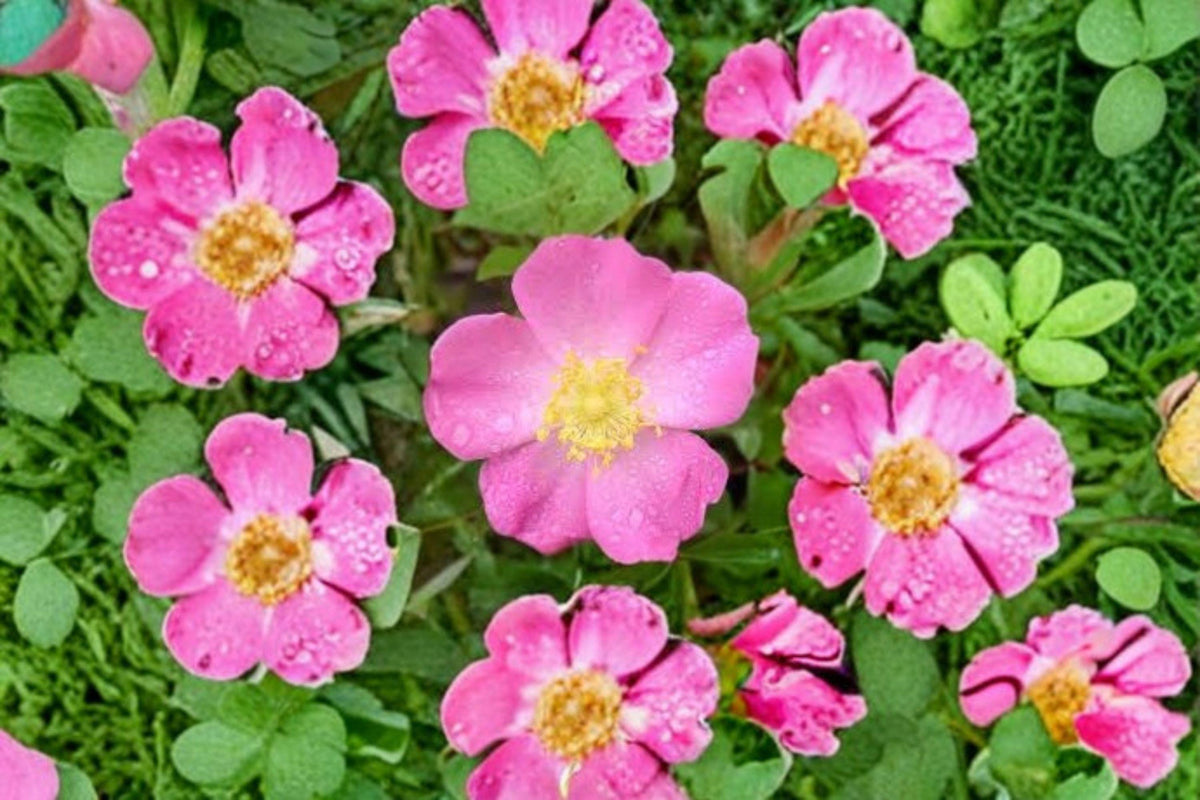Prairie Wild Rose Seeds Rosa arkansana Native Shrub Pink Wildflower for Gardens & Wildlife, 10 Pack