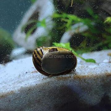 Assorted Nerite 5 Snails
