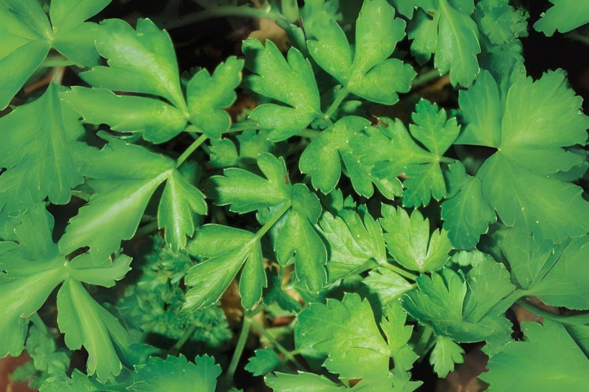 500 Italian Giant Parsley Seeds Dark Green Heirloom Herb Petroselinum crispum for Cooking & Garnishes