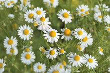 German Chamomile Seeds – Matricaria recutita – Herbal Tea Flower – Medicinal Herb – Pollinator Plant – 100 Seeds