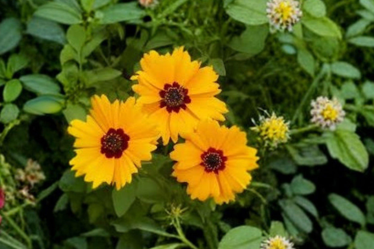 Golden Wave Tickseed Seeds, Native Annual Wildflower, Coreopsis basalis, Bright Yellow Flowers, Pollinator Plant, Drought Tolerant