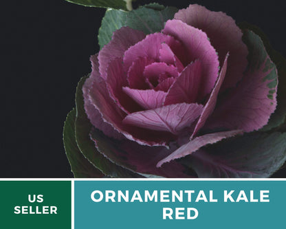 Red Ornamental Cabbage – 10 Seeds