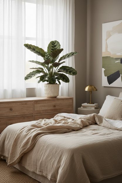 Calathea 'Makoyana'
