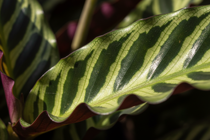 Calathea Lancifolia 'Rattlesnake' - 6" Pot - NURSERY POT ONLY