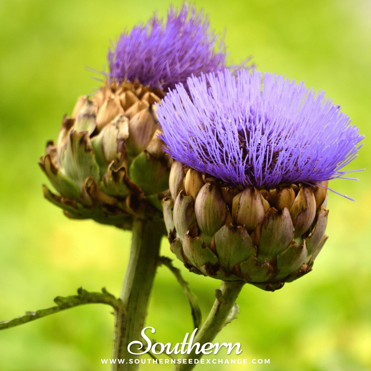 Cardoon Seeds - Heirloom Cynara cardunculus, Ornamental & Edible, 25 Seeds for Gourmet Stalks & Stunning Flowers