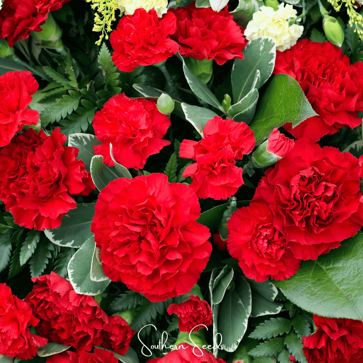 Etincellant Carnation – 25 Seeds