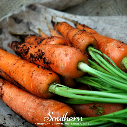 Danvers Carrot – 250 Seeds