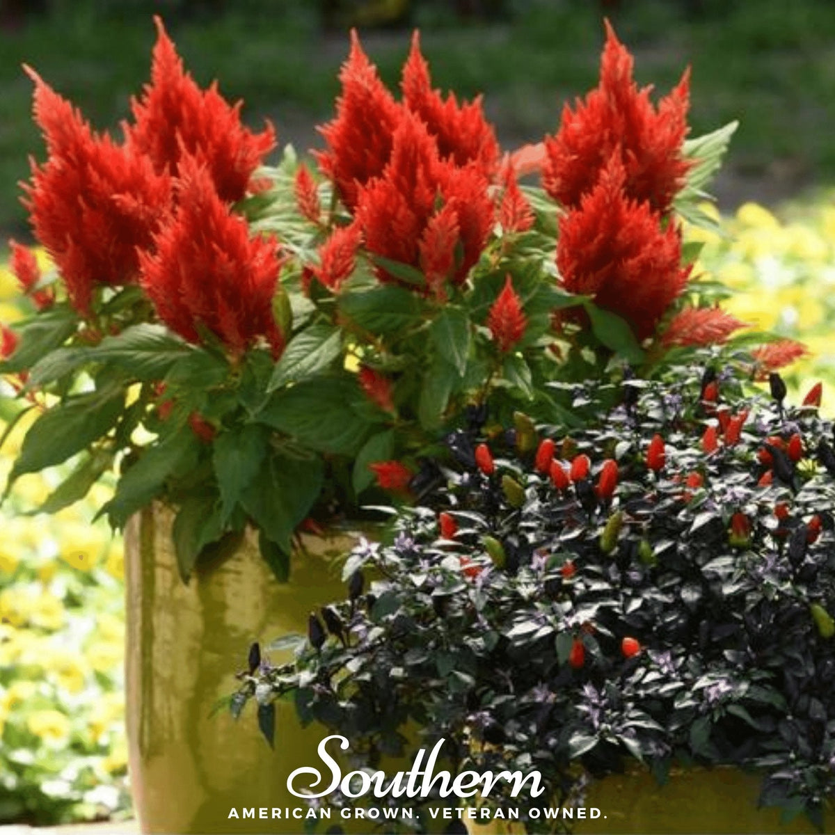 Nana Glitter Scarlet Celosia – 30 Seeds