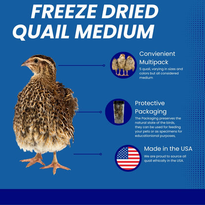 Whole Quail Chick for Carnivore Pets - Natural Prey Feeding - Quality Protein Source Medium Size Chicks 5 Count
