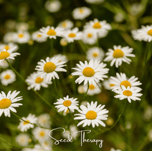 Roman Chamomile Seeds - 300 Heirloom Open Pollinated Perennial Herb Anthemis nobilis