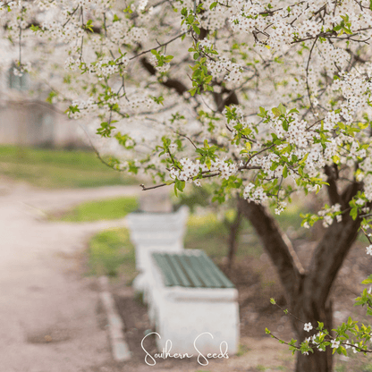 Cherry Plum – 5 Seeds