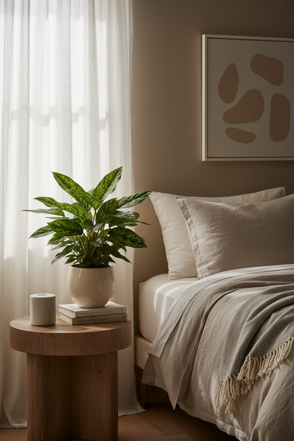 Chinese Evergreen 'Maria'