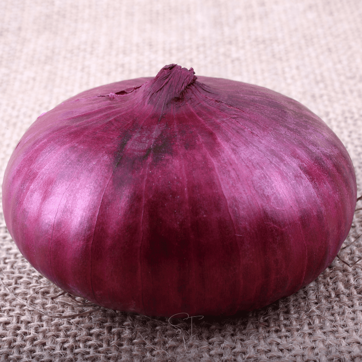 Cipollini Red Onion – 100 Seeds