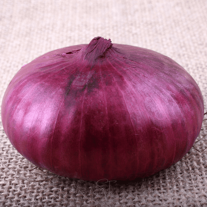 Cipollini Red Onion – 100 Seeds