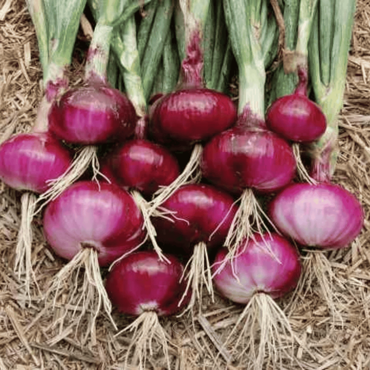 Cipollini Red Onion – 100 Seeds