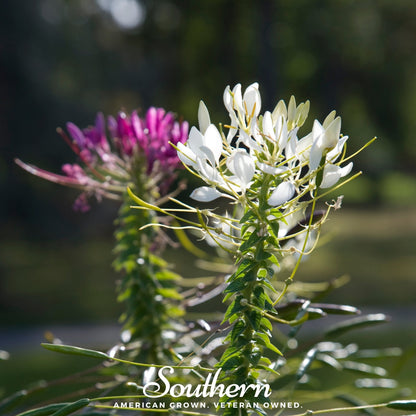 Spider Flower Cleome – 50 Seeds