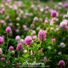 Red Clover Seeds 200 | Perennial Cover Crop for Soil Improvement & Pollinators | Trifolium pratense