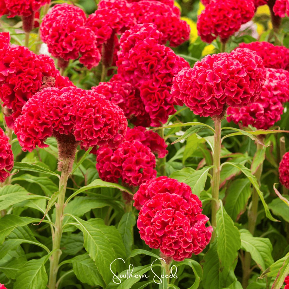 Carmine Cockscomb Seeds, Celosia cristata 'Nana Jessica', Velvety Brain-Like Flowers, Dwarf Heirloom Annual, 25 Seeds